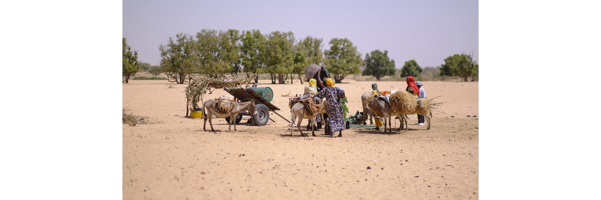 Sudanese refugees in Chad carrying their belongings on donkeys.