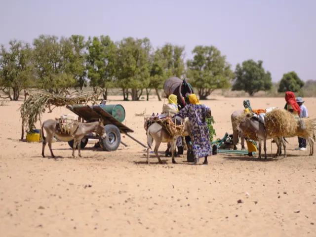 Sudanese refugees in Chad carrying their belongings on donkeys.