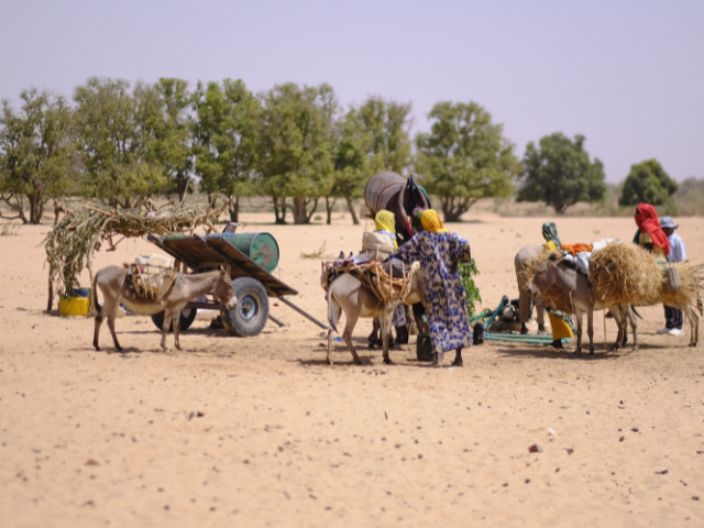 Sudanese refugees in Chad carrying their belongings on donkeys.