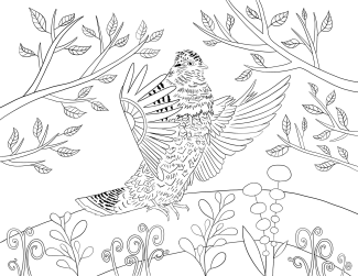 Perdrix dessins | Maude Pelletier